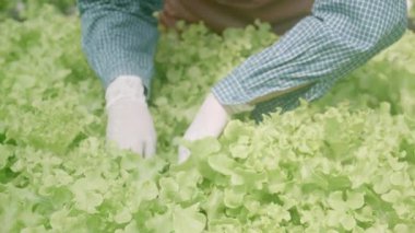 Hidrofonik sistemde çalışan kadının elleri sebze, organik marul çiftliği, dişi tarım için serada hasat, tarım işçisi tarım arazisi ve çiftlikte endüstriyi inceleyen.