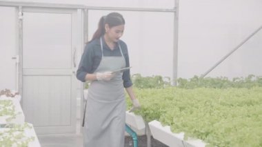 Genç Asyalı kadın kontrol ve denetleme sistemi yenilikleri için tablet kullanıyor. Hidroponik sebze çiftliği, tarım ve seradaki besin gıdalarını inceleyen girişimci, bir kişi..