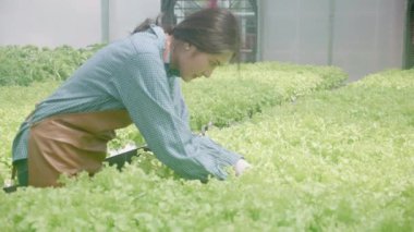 Hidrofonik sistemde çalışan genç Asyalı kadın sebzeler, organik marul çiftliği, dişi tarım için serada hasat, tarım arazisi ve tarım sektörünü inceleyen girişimci..