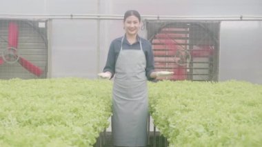 Hidrofonik sistemde yürüyen genç Asyalı kadın sebzeler organik marul çiftliği, dişi tarım için serada hasat, çiftlikte tarım arazilerini inceleyen girişimci, tarım kavramı.