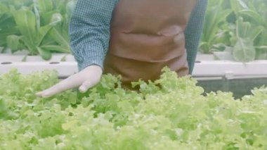 Hidrofonik sistemde çalışan kadının elleri sebze, organik marul çiftliği, dişi tarım için serada hasat, tarım işçisi tarım arazisi ve çiftlikte endüstriyi inceleyen.