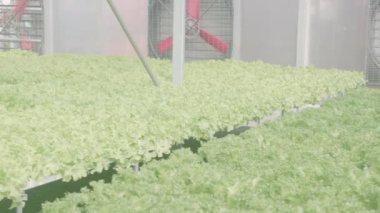 Taze yeşil meşe veya kırmızı meşe, marul, organik hidroponik tarım, tarım ve ekin, sebze ve sağlıklı gıda konsepti, tarlada yeşil yapraklar, sebze ve sağlıklı gıda konsepti..