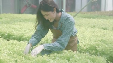 Hidrofonik sistemde çalışan genç Asyalı kadın sebzeler, organik marul çiftliği, dişi tarım için serada hasat, tarım arazisi ve tarım sektörünü inceleyen girişimci..