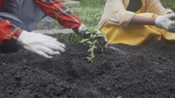 男孩和女孩的手一起在土壤上植树 以保护环境 拯救世界 保护环境和生态 开展儿童活动促进可持续发展 保护自然的概念 — 图库视频影像