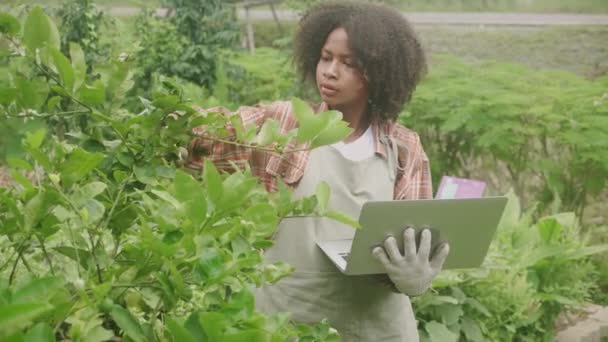 庭のラップトップコンピュータで植物や検査員の品質を見ている子供たち 裏庭で農業をやっている子供の活動 プランテーションと季節 栽培と収穫 — ストック動画
