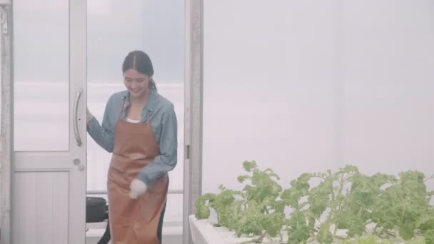 水耕栽培の野菜有機レタス農場を歩く若いアジアの女性 女性は温室で農業のための収穫であり 起業家はプランテーションで農地と産業を検討しています — ストック動画