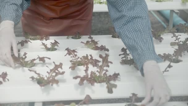 Hidrofonik Sistemde Çalışan Kadının Elleri Sebze Organik Marul Çiftliği Dişi — Stok video