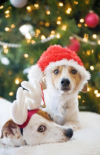Jack russell Terrier — Zdjęcie stockowe