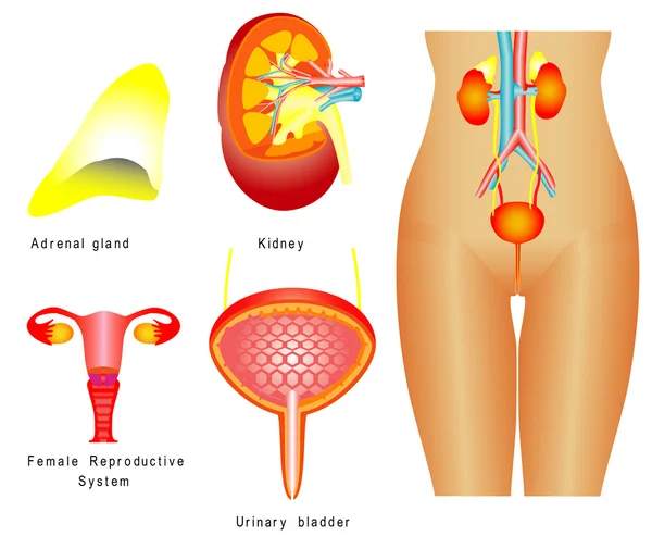 Sistema urinario — Vector de stock