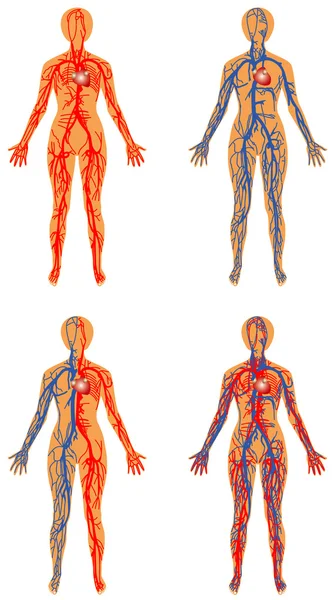 Système vasculaire humain — Image vectorielle