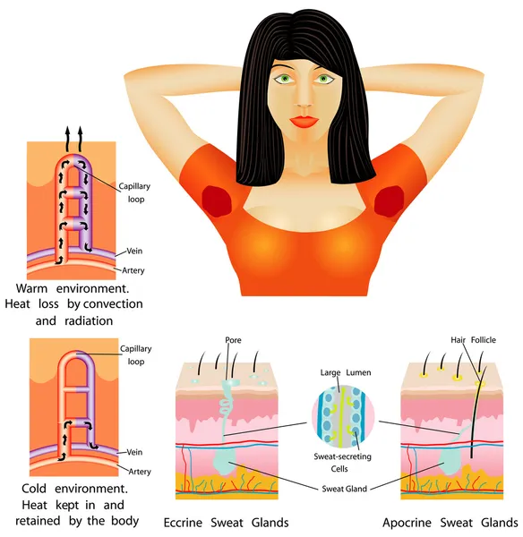 Transpiration des aisselles . — Image vectorielle