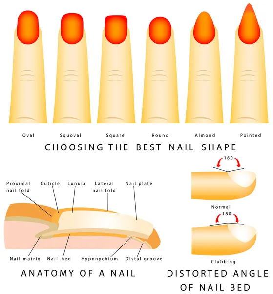 Nail shape — Stock Vector