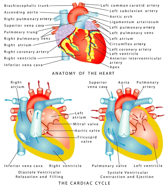 Corazón — Archivo Imágenes Vectoriales