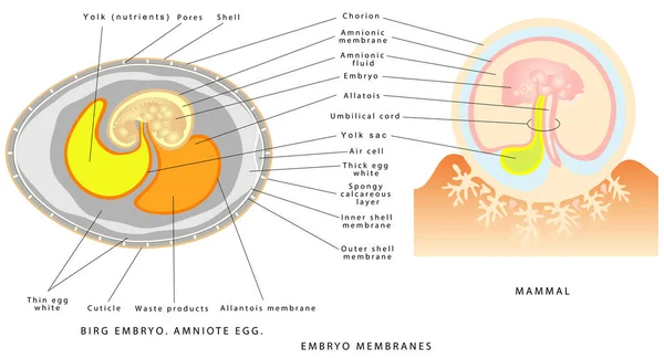 Membrane Embrionali Membrane Embrionali Uccelli Mammiferi Uovo Uccello Embrione Schema — Vettoriale Stock