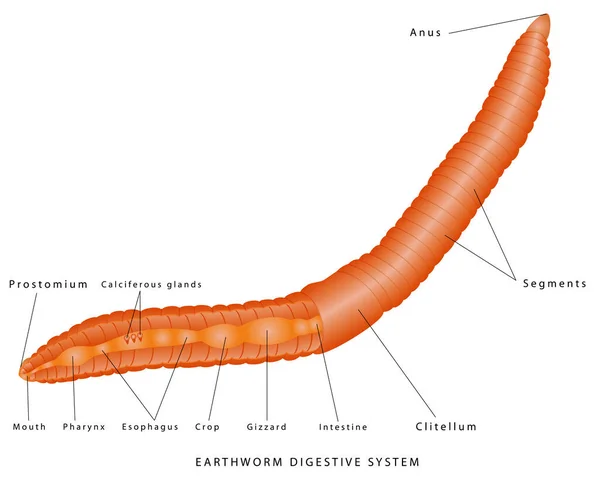 Verme Terrestre Apparato Digerente Illustrazione Anatomica Dei Lombrichi Anatomia Interna — Vettoriale Stock