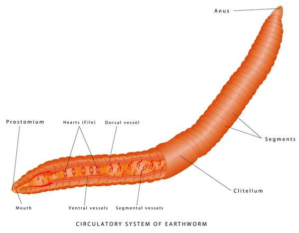 Circulatory System Earthworm Zoologie Morphologie Animale Anatomie Interne Exemple Annélide — Image vectorielle