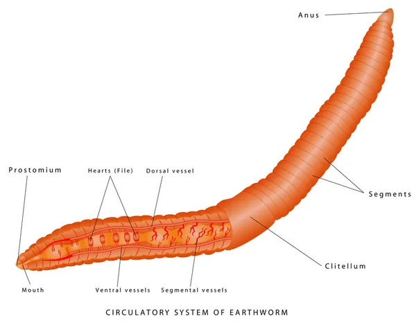 Циркуляційна Система Черв Яків Зоологія Морфологія Тварин Внутрішня Анатомія Прикладу — стоковий вектор