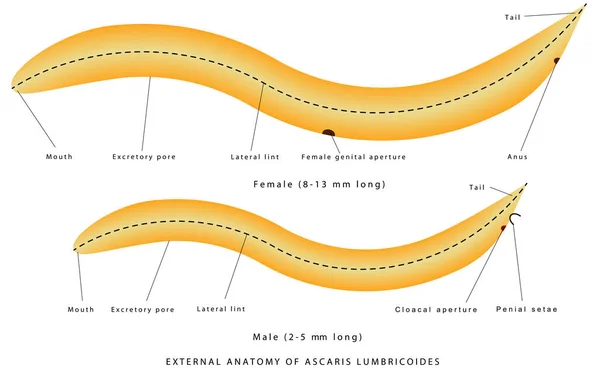 Ascaris Lumbricoides的外部解剖 线虫的结构 Ascaris 动物学 动物形态 寄生线虫 细辛线虫 雄虫和雌虫 — 图库矢量图片