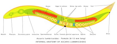 Ascaris Lumbricoides - Female. Internal anatomy of Ascaris Lumbricoides. The structure of the roundworm - Ascaris. Zoology. Animal morphology.  Parasitic roundworm. clipart