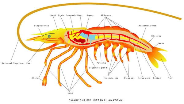 エビ内部解剖学 ドワーフエビ外部解剖学 動物学だ 動物の形態 白を基調にしたグラデーションのエビが描かれたイラスト 小動物 プランクトンのコペポッド生物 — ストックベクタ