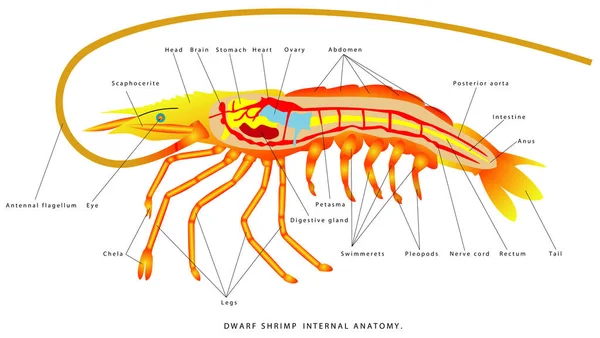 Anatomie Interne Des Crevettes Anatomie Externe Des Crevettes Naines Zoologie Vecteurs De Stock Libres De Droits