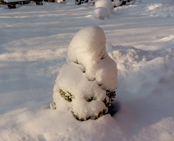 Eine junge Fichte, die im Winter im Dorf vor Weihnachten mit Schnee bedeckt ist. Nahaufnahme, selektiver Fokus. — Stockfoto