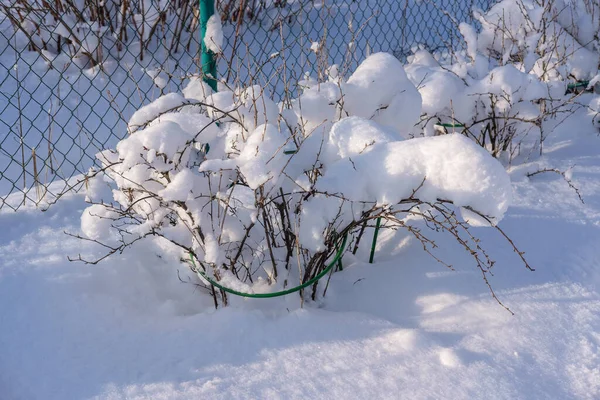 Bushes under the snow in the garden in the village on a sunny day — Stock Photo, Image