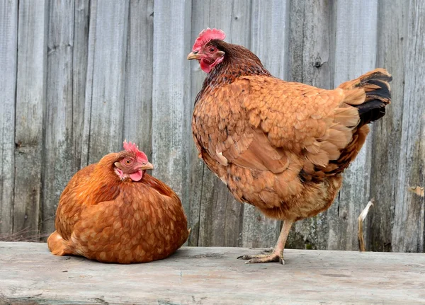 Iki tavuk — Stok fotoğraf