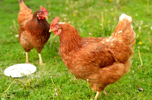 Chicken — Stock Photo, Image