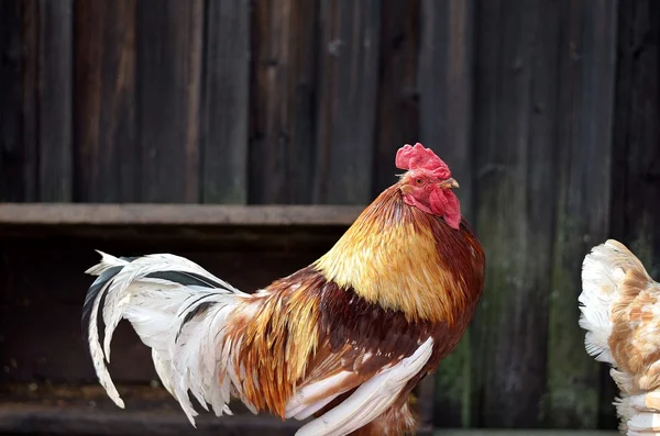 Rooster — Fotografie, imagine de stoc