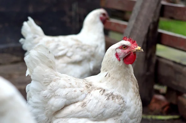 Chicken — Stock Photo, Image