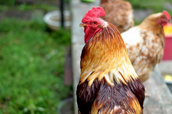 Rooster — Stock Photo, Image