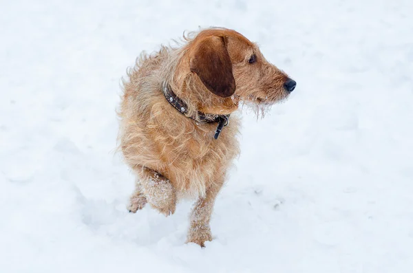 Köpek.