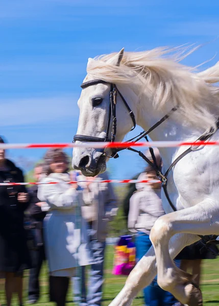 Hermoso caballo blanco Imágenes de stock libres de derechos