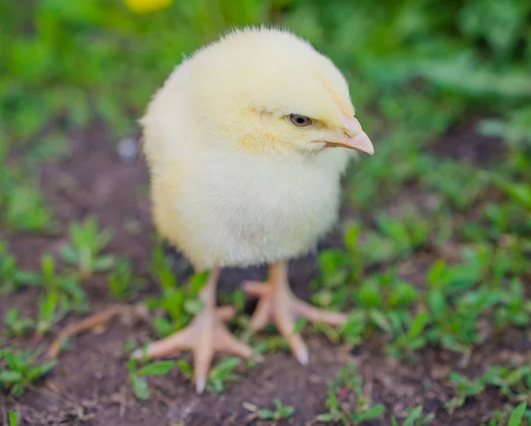 Fiatal csirke — Stock Fotó