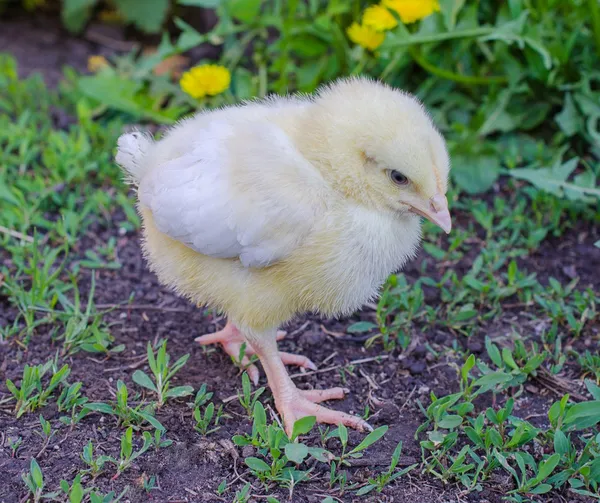 Frango jovem — Fotografia de Stock