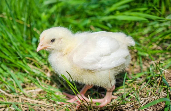 Young chicken — Stock Photo, Image