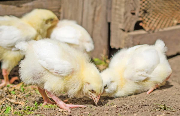 Chickens — Stock Photo, Image