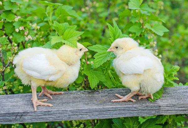dos pollos amarillos