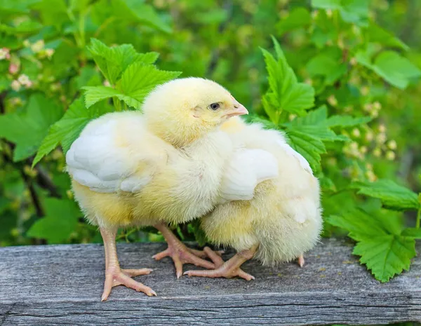 Két sárga csirke — Stock Fotó