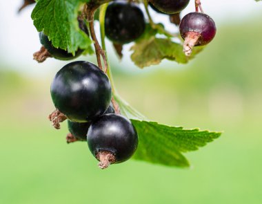 Blackcurrant