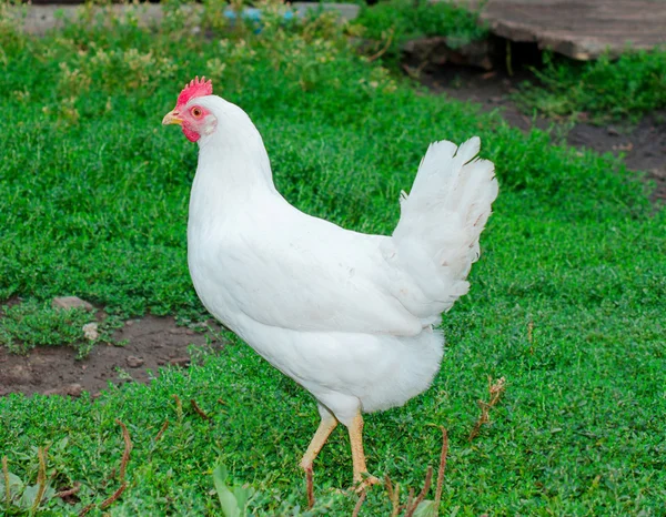 Găină albă — Fotografie, imagine de stoc
