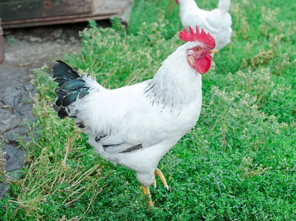 White rooster — Stock Photo, Image