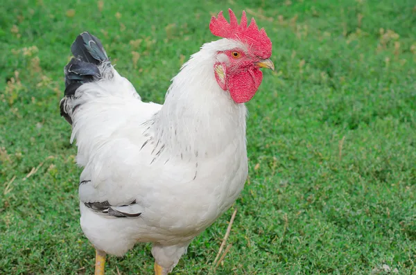 Gallo bianco — Foto Stock