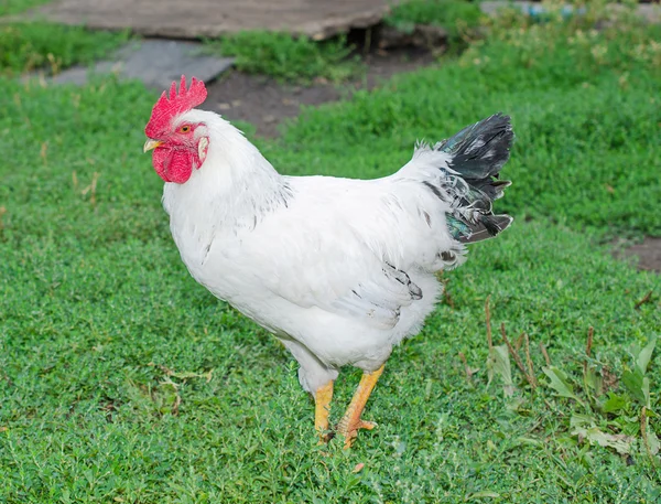 White rooster — Stock Photo, Image