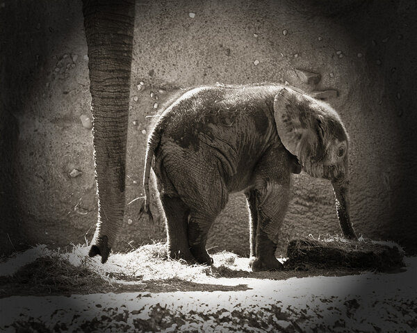 Слон-мать и слон
