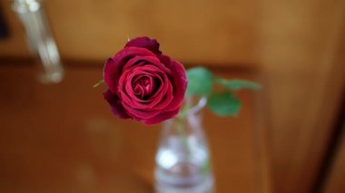 Cam vazoda tek bir kırmızı gül çiçeği