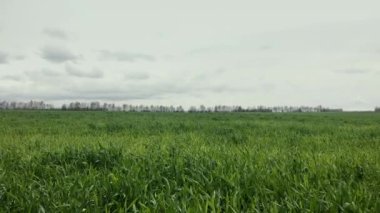 Genç buğday filizleri bahar tarlasında gökyüzüne karşı. Rüzgar otları sallıyor.