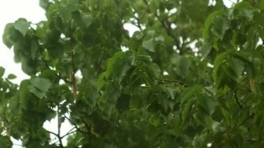 Yağmurlu bir günde ıhlamur dalını yakın çekim. Damlalar yeşil yapraklara damlar ve aşağı akar.