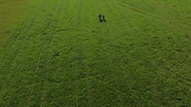 Bir kuadkopterle ateş etmek. Genç bir çift güzel renkli bir tarla boyunca yürüyor. Heteroseksüel bir çift genç, güzel yeşil çimenlerin arasında el ele yürüyor. Drone videosu.